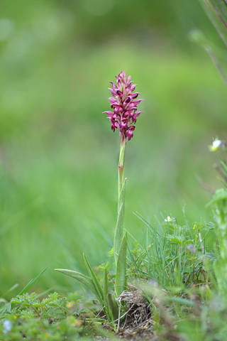 Anacamptis coriophora ssp. martrinii