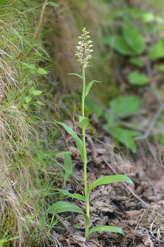 Dactylorhiza fuchsii x Coeloglossum viride