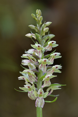 Dactylorhiza fuchsii x Coeloglossum viride