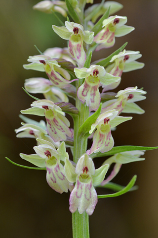 Dactylorhiza fuchsii x Coeloglossum viride