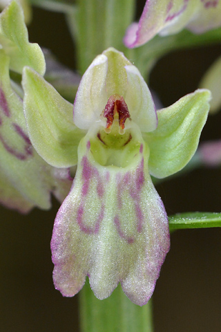 Dactylorhiza fuchsii x Coeloglossum viride