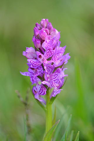 dactylorhiza savogiensis