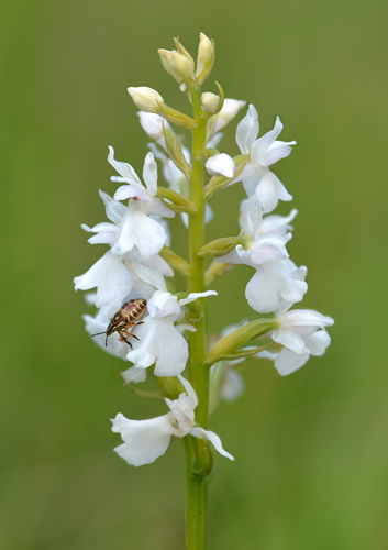 dactylorhiza transsilvanica