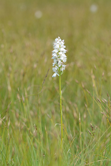 dactylorhiza transsilvanica