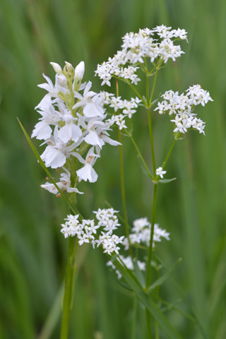 dactylorhiza transsilvanica