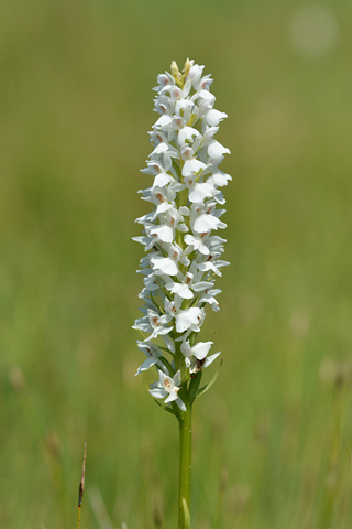dactylorhiza transsilvanica