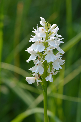 dactylorhiza transsilvanica