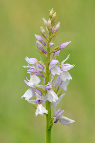 dactylorhiza transsilvanica