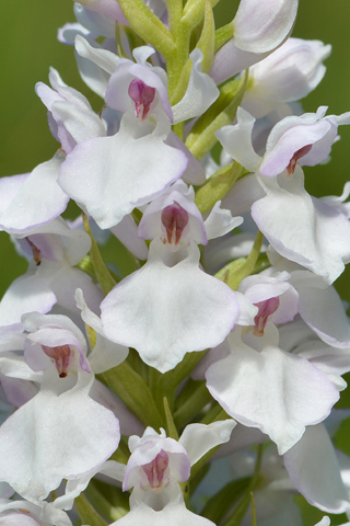 dactylorhiza transsilvanica