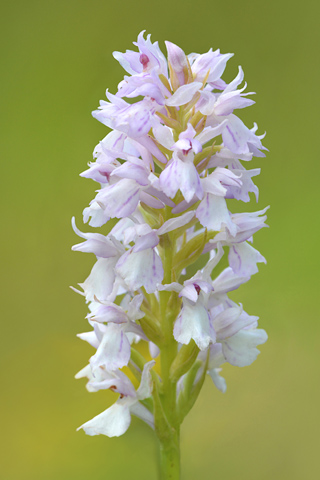 dactylorhiza transsilvanica