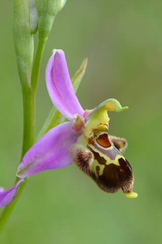 Ophrys apifera x fuciflora