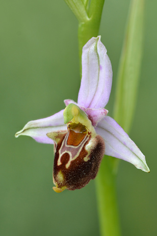 Ophrys apifera x fuciflora