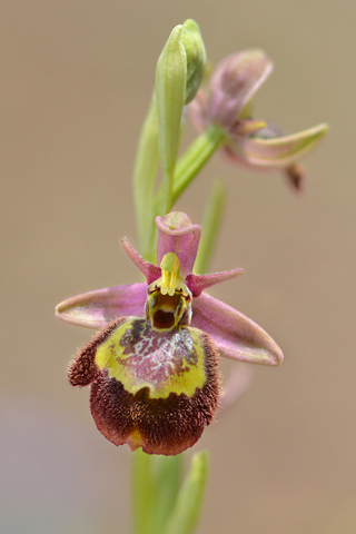 Ophrys fuciflora x speculum