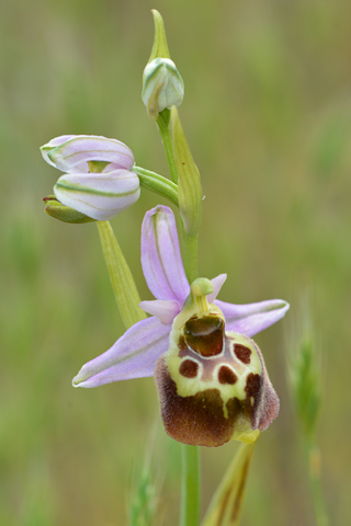 Ophrys fuciflora