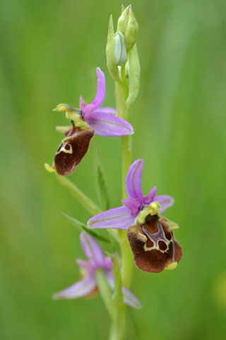 Ophrys fuciflora