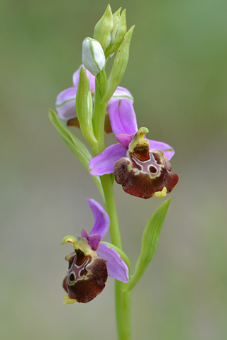 Ophrys fuciflora