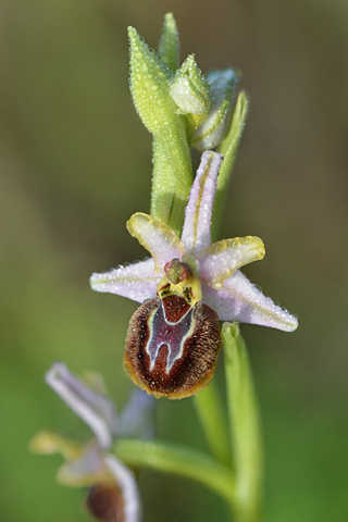 Ophrys provincialis x splendida