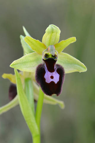Ophrys magniflora x virescens