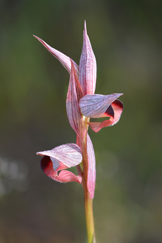 Serapias olbia