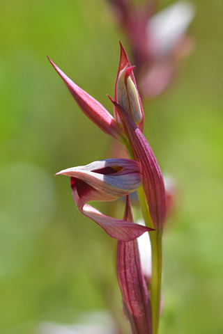 Serapias olbia