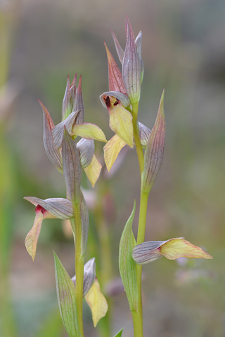 Serapias olbia