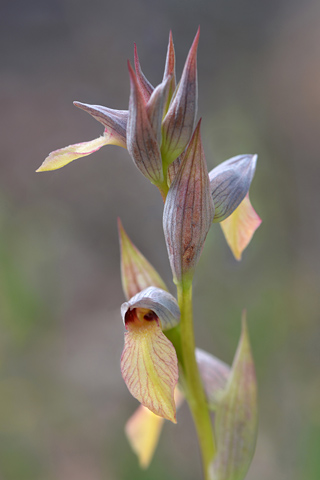 Serapias olbia
