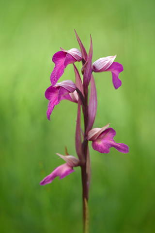 Anacamptis palustris x Serapias vomeracea